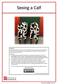 two calf models side by side